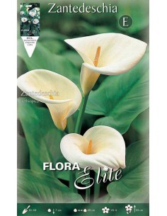 ZANTEDESCHIA "CALLA" (aethiopica) 1 BULBO