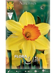 NARCISO 'RED DEVON' (large-cupped) 5 BULBI