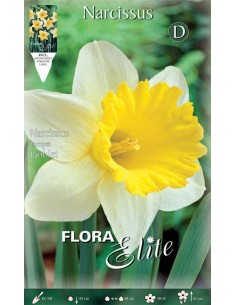 NARCISO 'GOBLET' (trumpet) 5 BULBI