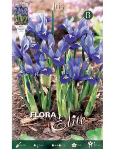 IRIS "HARMONY" (reticulata) 15 BULBI