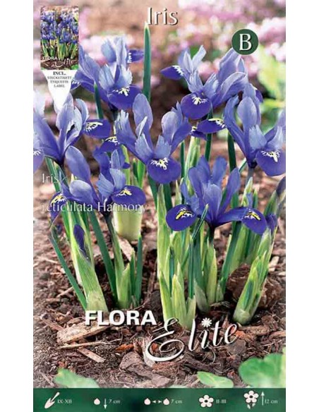 IRIS "HARMONY" (reticulata) 15 BULBI