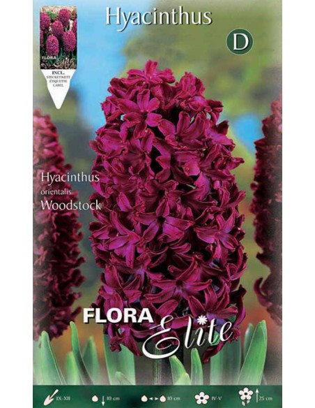 GIACINTO 'WOODSTOCK' (orientalis) 3 BULBI