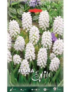 MUSCARI "white magic" (botryoides) 10 BULBI