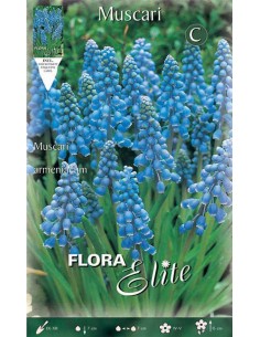 MUSCARI "AZUREUM" giacinto d'uva azzurro 20 BULBI