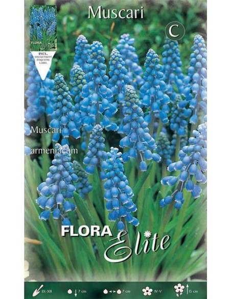 MUSCARI "AZUREUM" giacinto d'uva azzurro 20 BULBI
