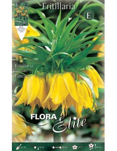 FRITILLARIA "LUTEA" (imperialis) 1 BULBO