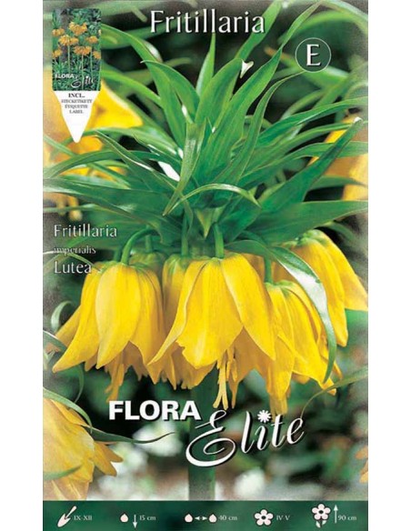 FRITILLARIA "LUTEA" (imperialis) 1 BULBO