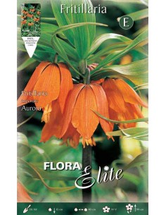 FRITILLARIA "AURORA" (imperialis) 1 BULBO