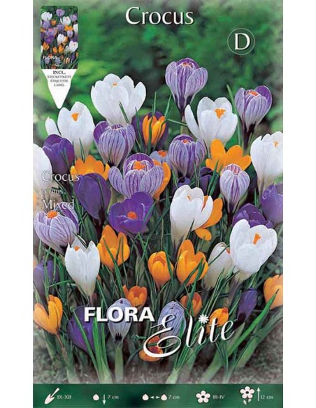 CROCUS "MIXED" (vernus) 10 BULBI
