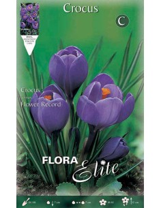 CROCUS "FLOWER RECORD" (vernus) 10 BULBI