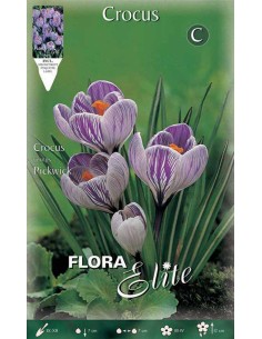 CROCUS "PICKWICK" (vernus) 10 BULBI