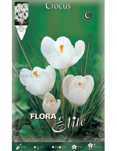 CROCUS "JEANNE D'ARC" (vernus) 10 BULBI