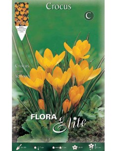 CROCUS "LARGE YELLOW" (vernus) 10 BULBI