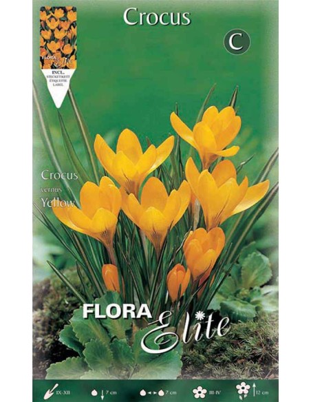 CROCUS "LARGE YELLOW" (vernus) 10 BULBI
