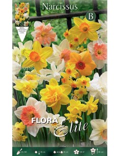 NARCISO 'MIXED' (vari tipi) 5 BULBI