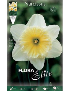 NARCISO 'ICE FOLLIES' (large-cupped) 5 BULBI