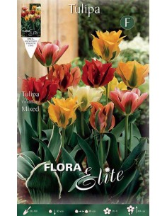TULIPANO "MIXED" COLORI ASSORTITI (viridiflora) 7 BULBI