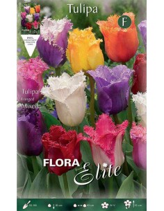 TULIPANO 'MIXED" COLORI ASSORTITI (fringed) 7 BULBI