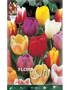 TULIPANO MIXED COLORI ASSORTITI (triumph) 7 BULBI