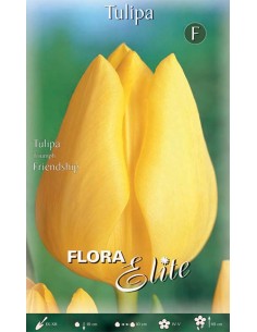 TULIPANO "FRIENDSHIP"  (triumph) 7 BULBI