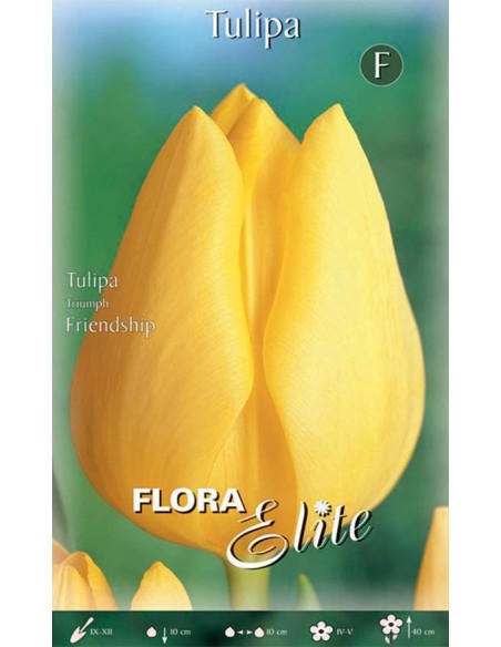TULIPANO "FRIENDSHIP"  (triumph) 7 BULBI