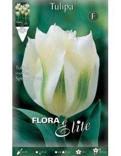 TULIPANO "SPRING GREEN" (viridiflora) 7 BULBI