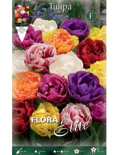 TULIPANO "MIXED" COLORI ASSORTITI (double) 7 BULBI