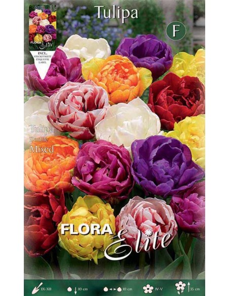 TULIPANO "MIXED" COLORI ASSORTITI (double) 7 BULBI