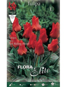TULIPANO "RED RIDING HOOD" (greigii) 10 BULBI