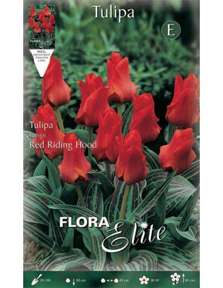 TULIPANO "RED RIDING HOOD" (greigii) 10 BULBI