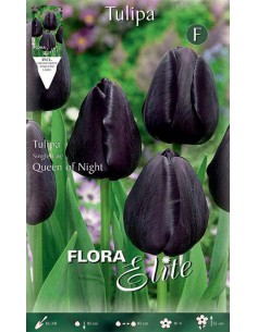 TULIPANO "QUEEN OF NIGHT" (single late) 10 BULBI