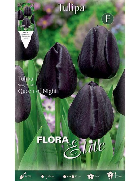 TULIPANO "QUEEN OF NIGHT" (single late) 10 BULBI