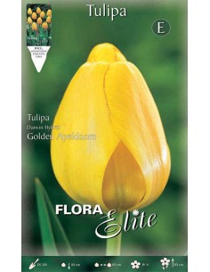 TULIPANO "GOLDEN APELDOORN" (darwin hybrid) 10 BULBI