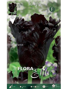 TULIPANO "BLACK PARROT" (parrot) 7 BULBI