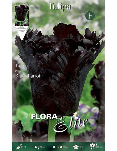 TULIPANO "BLACK PARROT" (parrot) 7 BULBI