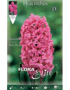 GIACINTO 'PINK PEARL' (orientalis) 3 BULBI