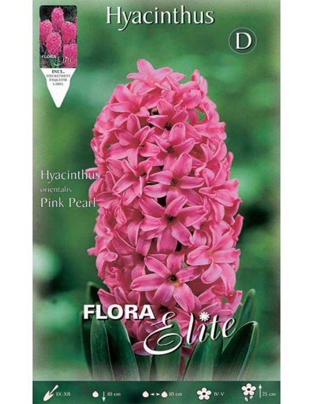GIACINTO 'PINK PEARL' (orientalis) 3 BULBI