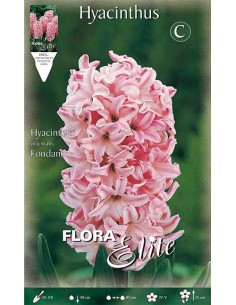 GIACINTO 'FONDANT' (orientalis) 3 BULBI