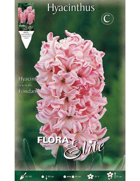 GIACINTO 'FONDANT' (orientalis) 3 BULBI