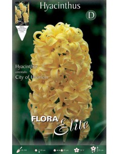 GIACINTO 'CITY OF HAARLEM' (orientalis) 3 BULBI