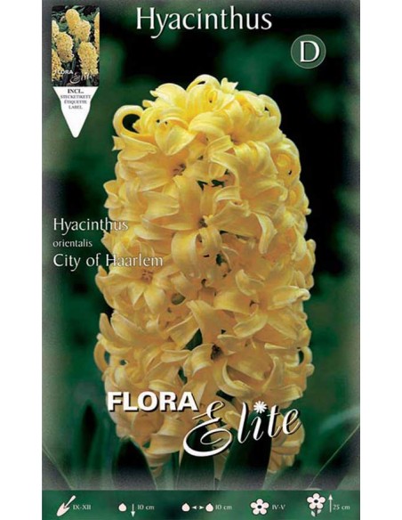 GIACINTO 'CITY OF HAARLEM' (orientalis) 3 BULBI