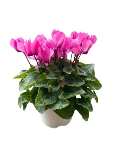 CICLAMINO "MINI" COLORI ASSORTITI in vaso 10 centimetri 2