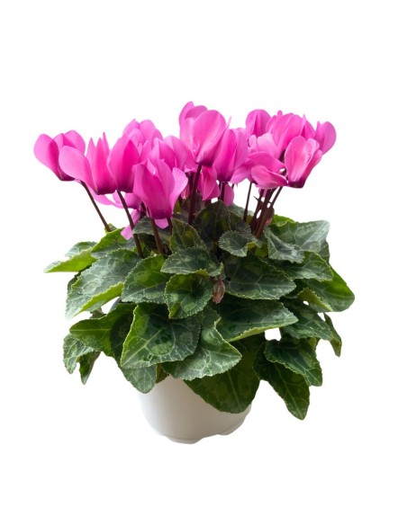 CICLAMINO "MINI" COLORI ASSORTITI in vaso 10 centimetri