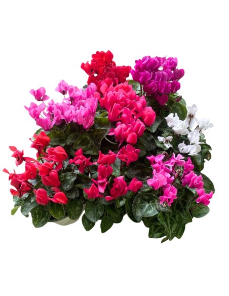 CICLAMINO "MINI" COLORI ASSORTITI in vaso 10 centimetri