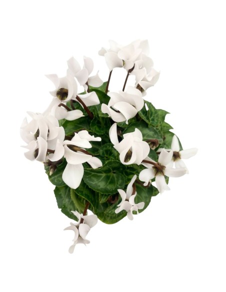 CICLAMINO "MINI" COLORI ASSORTITI in vaso 10 centimetri