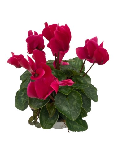 CICLAMINO "MINI" COLORI ASSORTITI in vaso 10 centimetri