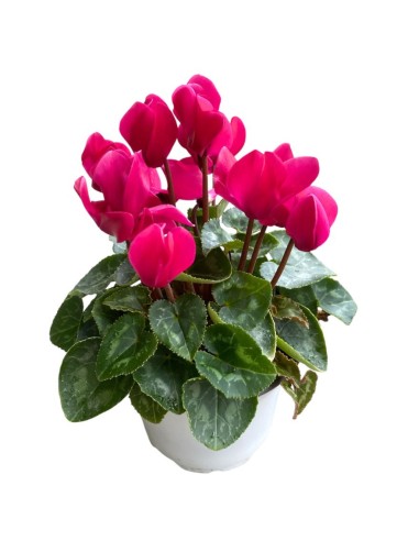 CICLAMINO "MINI" COLORI ASSORTITI in vaso 10 centimetri