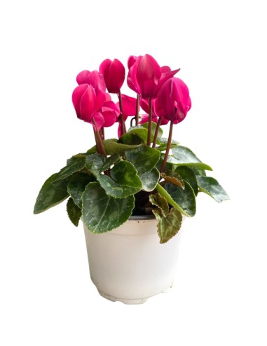 CICLAMINO "MINI" COLORI ASSORTITI in vaso 10 centimetri