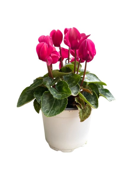 CICLAMINO "MINI" COLORI ASSORTITI in vaso 10 centimetri