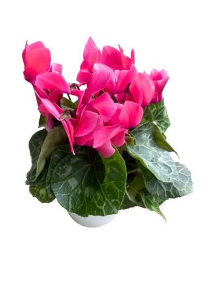 CICLAMINO COLORI ASSORTITI in vaso 14 centimetri